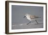 Sanderling (Calidris alba) running along beach, De Soto Park beach, near Tampa, Florida-Fritz Polking-Framed Photographic Print