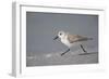 Sanderling (Calidris alba) running along beach, De Soto Park beach, near Tampa, Florida-Fritz Polking-Framed Photographic Print