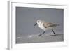 Sanderling (Calidris alba) running along beach, De Soto Park beach, near Tampa, Florida-Fritz Polking-Framed Photographic Print