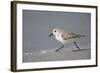 Sanderling (Calidris alba) running along beach, De Soto Park beach, near Tampa, Florida-Fritz Polking-Framed Photographic Print