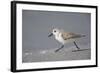 Sanderling (Calidris alba) running along beach, De Soto Park beach, near Tampa, Florida-Fritz Polking-Framed Photographic Print