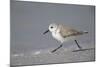 Sanderling (Calidris alba) running along beach, De Soto Park beach, near Tampa, Florida-Fritz Polking-Mounted Photographic Print