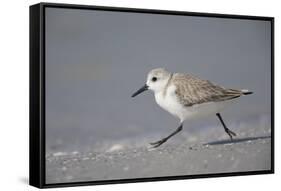 Sanderling (Calidris alba) running along beach, De Soto Park beach, near Tampa, Florida-Fritz Polking-Framed Stretched Canvas