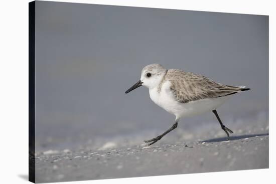 Sanderling (Calidris alba) running along beach, De Soto Park beach, near Tampa, Florida-Fritz Polking-Stretched Canvas