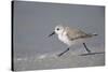 Sanderling (Calidris alba) running along beach, De Soto Park beach, near Tampa, Florida-Fritz Polking-Stretched Canvas