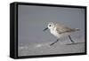 Sanderling (Calidris alba) running along beach, De Soto Park beach, near Tampa, Florida-Fritz Polking-Framed Stretched Canvas