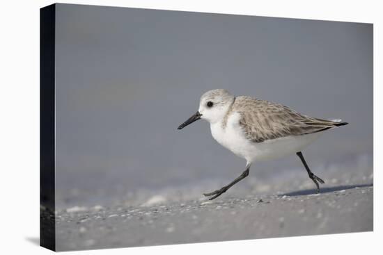 Sanderling (Calidris alba) running along beach, De Soto Park beach, near Tampa, Florida-Fritz Polking-Stretched Canvas