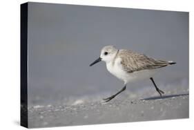 Sanderling (Calidris alba) running along beach, De Soto Park beach, near Tampa, Florida-Fritz Polking-Stretched Canvas