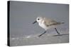 Sanderling (Calidris alba) running along beach, De Soto Park beach, near Tampa, Florida-Fritz Polking-Stretched Canvas