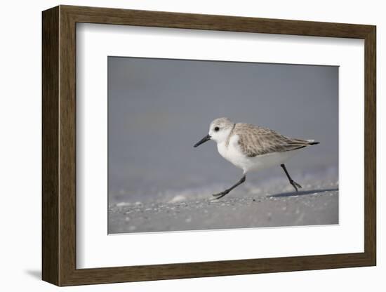 Sanderling (Calidris alba) running along beach, De Soto Park beach, near Tampa, Florida-Fritz Polking-Framed Photographic Print