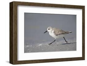 Sanderling (Calidris alba) running along beach, De Soto Park beach, near Tampa, Florida-Fritz Polking-Framed Photographic Print