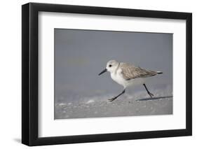 Sanderling (Calidris alba) running along beach, De Soto Park beach, near Tampa, Florida-Fritz Polking-Framed Photographic Print