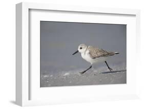 Sanderling (Calidris alba) running along beach, De Soto Park beach, near Tampa, Florida-Fritz Polking-Framed Photographic Print