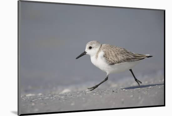 Sanderling (Calidris alba) running along beach, De Soto Park beach, near Tampa, Florida-Fritz Polking-Mounted Photographic Print