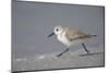 Sanderling (Calidris alba) running along beach, De Soto Park beach, near Tampa, Florida-Fritz Polking-Mounted Photographic Print