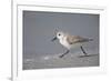 Sanderling (Calidris alba) running along beach, De Soto Park beach, near Tampa, Florida-Fritz Polking-Framed Photographic Print