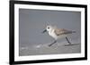 Sanderling (Calidris alba) running along beach, De Soto Park beach, near Tampa, Florida-Fritz Polking-Framed Photographic Print