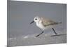 Sanderling (Calidris alba) running along beach, De Soto Park beach, near Tampa, Florida-Fritz Polking-Mounted Photographic Print