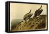 Sanderling Sandpiper-John James Audubon-Framed Stretched Canvas