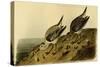 Sanderling Sandpiper-John James Audubon-Stretched Canvas