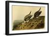 Sanderling Sandpiper-John James Audubon-Framed Art Print