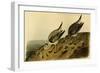 Sanderling Sandpiper-John James Audubon-Framed Art Print