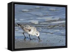 Sanderling-Gary Carter-Framed Stretched Canvas