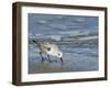 Sanderling-Gary Carter-Framed Premium Photographic Print