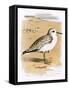 Sanderling-English-Framed Stretched Canvas