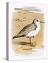 Sanderling-English-Stretched Canvas