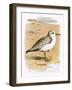 Sanderling-English-Framed Giclee Print