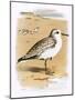 Sanderling-English-Mounted Giclee Print