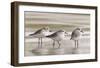 Sanderlings-Richard Clifton-Framed Art Print