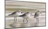 Sanderlings-Richard Clifton-Mounted Art Print