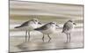 Sanderlings-Richard Clifton-Mounted Art Print