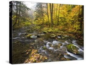 Sanderson Brook, Chester-Blanford State Forest, Chester, Massachusetts, USA-Jerry & Marcy Monkman-Stretched Canvas