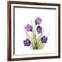 Sandersonia B-Albert Koetsier-Framed Premium Giclee Print