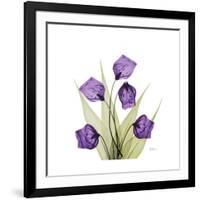 Sandersonia B-Albert Koetsier-Framed Premium Giclee Print