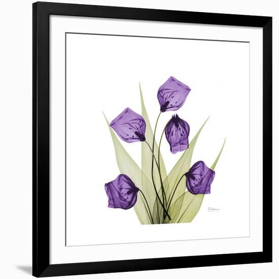 Sandersonia B-Albert Koetsier-Framed Premium Giclee Print