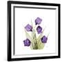 Sandersonia B-Albert Koetsier-Framed Premium Giclee Print