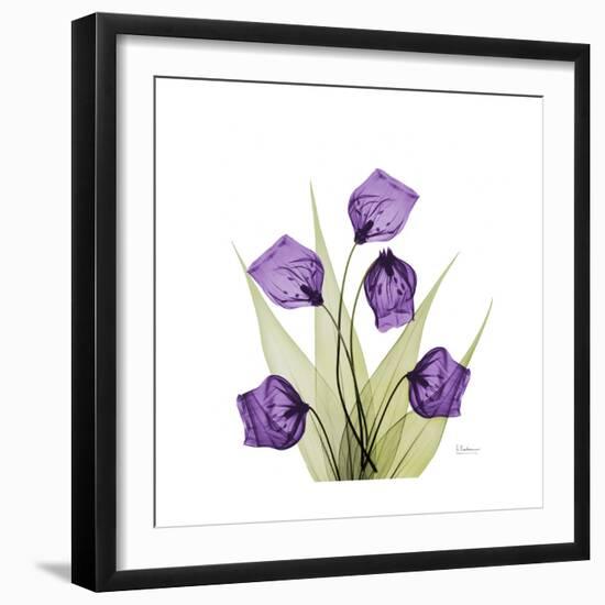 Sandersonia B-Albert Koetsier-Framed Premium Giclee Print