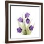 Sandersonia B-Albert Koetsier-Framed Premium Giclee Print