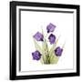 Sandersonia B-Albert Koetsier-Framed Premium Giclee Print