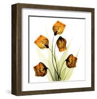 Sandersonia Bunch in Gold-Albert Koetsier-Framed Art Print