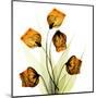 Sandersonia Bunch in Gold-Albert Koetsier-Mounted Art Print