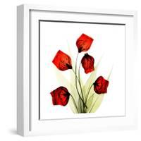 Sandersonia Bunch in Red-Albert Koetsier-Framed Art Print