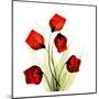 Sandersonia Bunch in Red-Albert Koetsier-Mounted Art Print