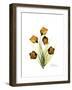 Sandersonia Family Portrait-Albert Koetsier-Framed Premium Giclee Print