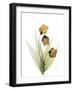 Sandersonia H34-Albert Koetsier-Framed Photographic Print