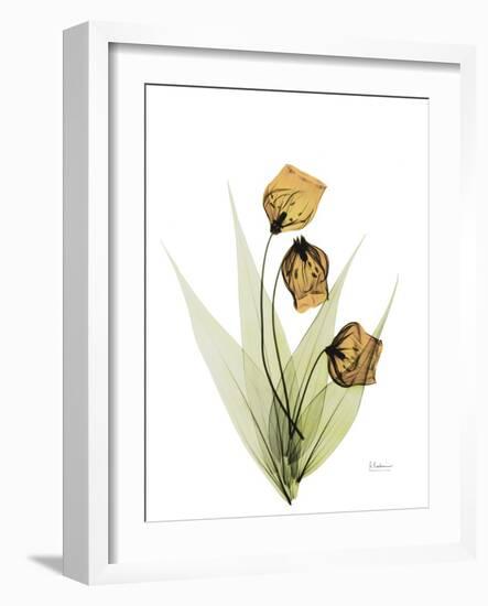 Sandersonia H34-Albert Koetsier-Framed Photographic Print